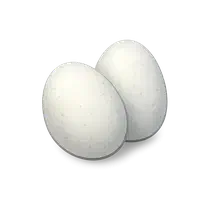 تخم اردک