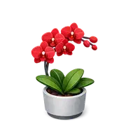 گیاه آپارتمانی گلدار