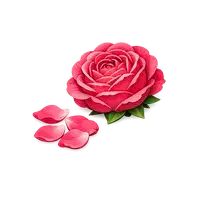 گل محمدی
