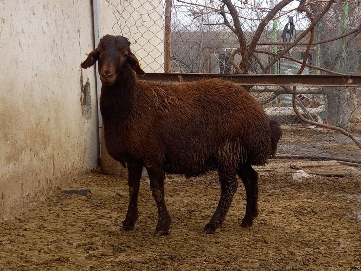 آموزش دامداری و پرورش گوسفند|آموزشی|تهران|دیوار