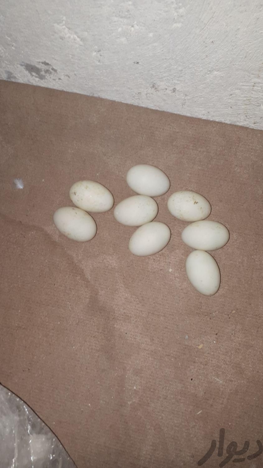 تخم اردک نطفه دار کاملا ارگانیک بهداشتی|حیوانات مزرعه|یزد, |دیوار