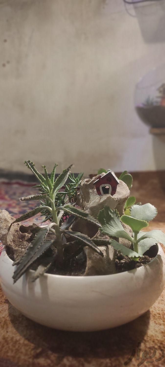 دیش گاردن زیبا|گل و گیاه طبیعی|تهران, بهاران|دیوار