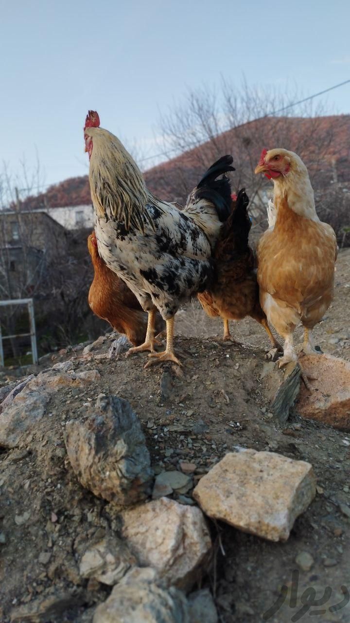 مرغ تخم گذار|حیوانات مزرعه|بانه, |دیوار