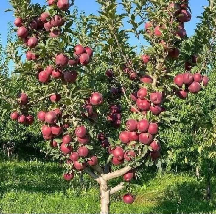 نهال های سیب قرمز و سفید و رقم های دیگر گلدانی|خدمات باغبانی و درختکاری|زنجان, |دیوار