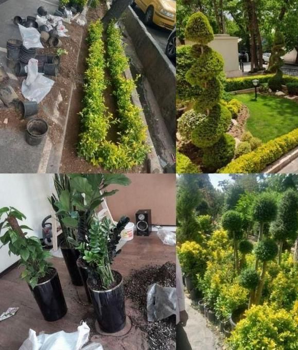 خدمات باغبانی وتعویض خاک گلدون  درمنزل وشرکت|خدمات باغبانی و درختکاری|تهران, آرژانتین|دیوار
