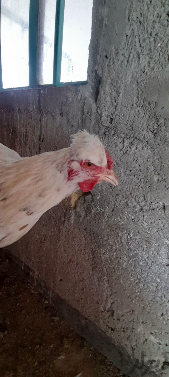 مرغ کرچ گلین|حیوانات مزرعه|فرخ‌شهر, |دیوار