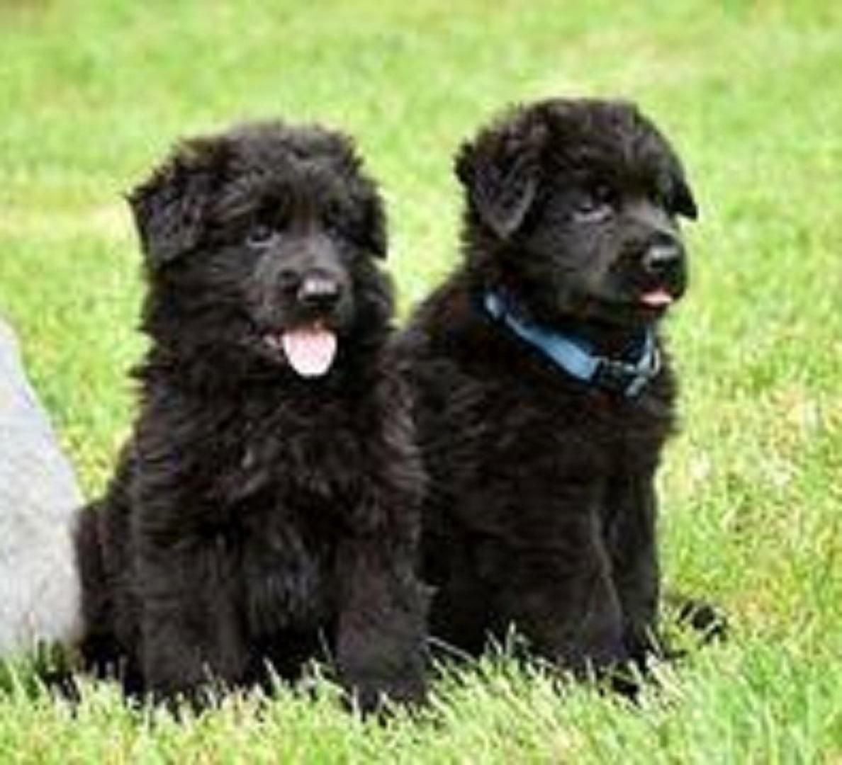 کن کورسو دوبرمن ژرمن سگ توله نر و ماده|سگ|تهران, دریا|دیوار