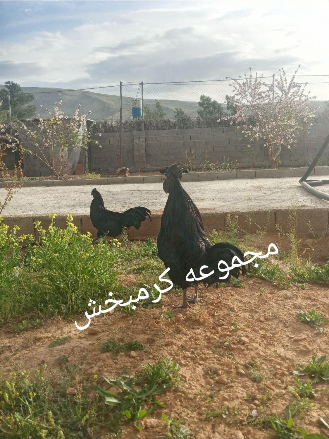 مولد ایام سمانی اندونزی یک خروس چهار مرغ وتخم نطفه|حیوانات مزرعه|شیراز, حافظیه|دیوار