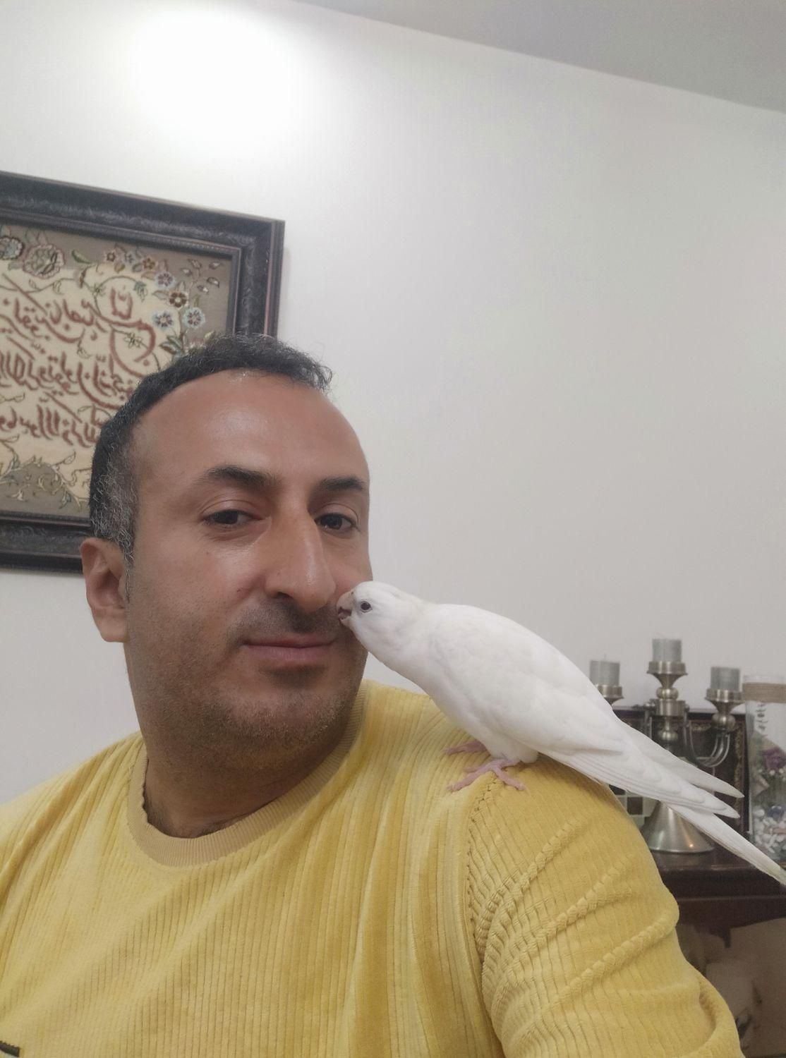 یک عروس هلندی بنام تویتی در روستایشیرکلا گم شده|حیوانات|چمستان, |دیوار