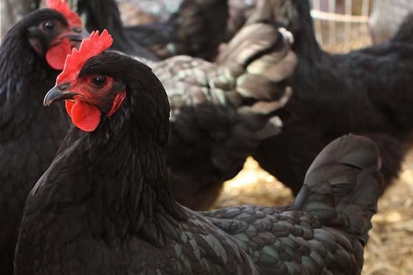 خروس مشکی کشتاری سالم زنده|حیوانات مزرعه|تهران, جنت‌آباد مرکزی|دیوار