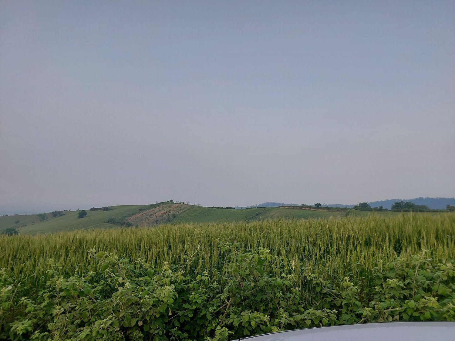 ۴۰۰۰متری کشاورزی روستای زیبای قلندر ایش کردکوی|فروش زمین و ملک کلنگی|کردکوی, |دیوار