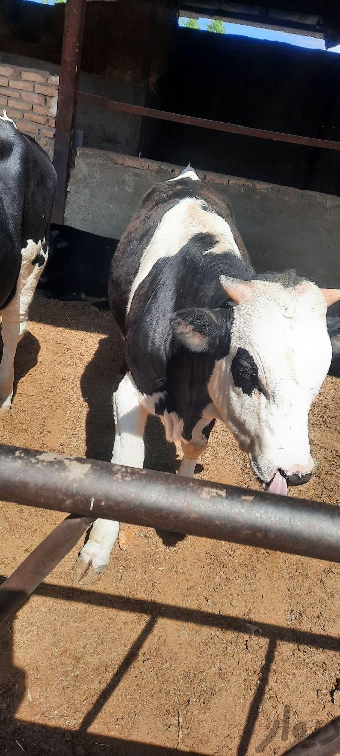 گوساله سیمینتال|حیوانات مزرعه|نظرآباد, |دیوار