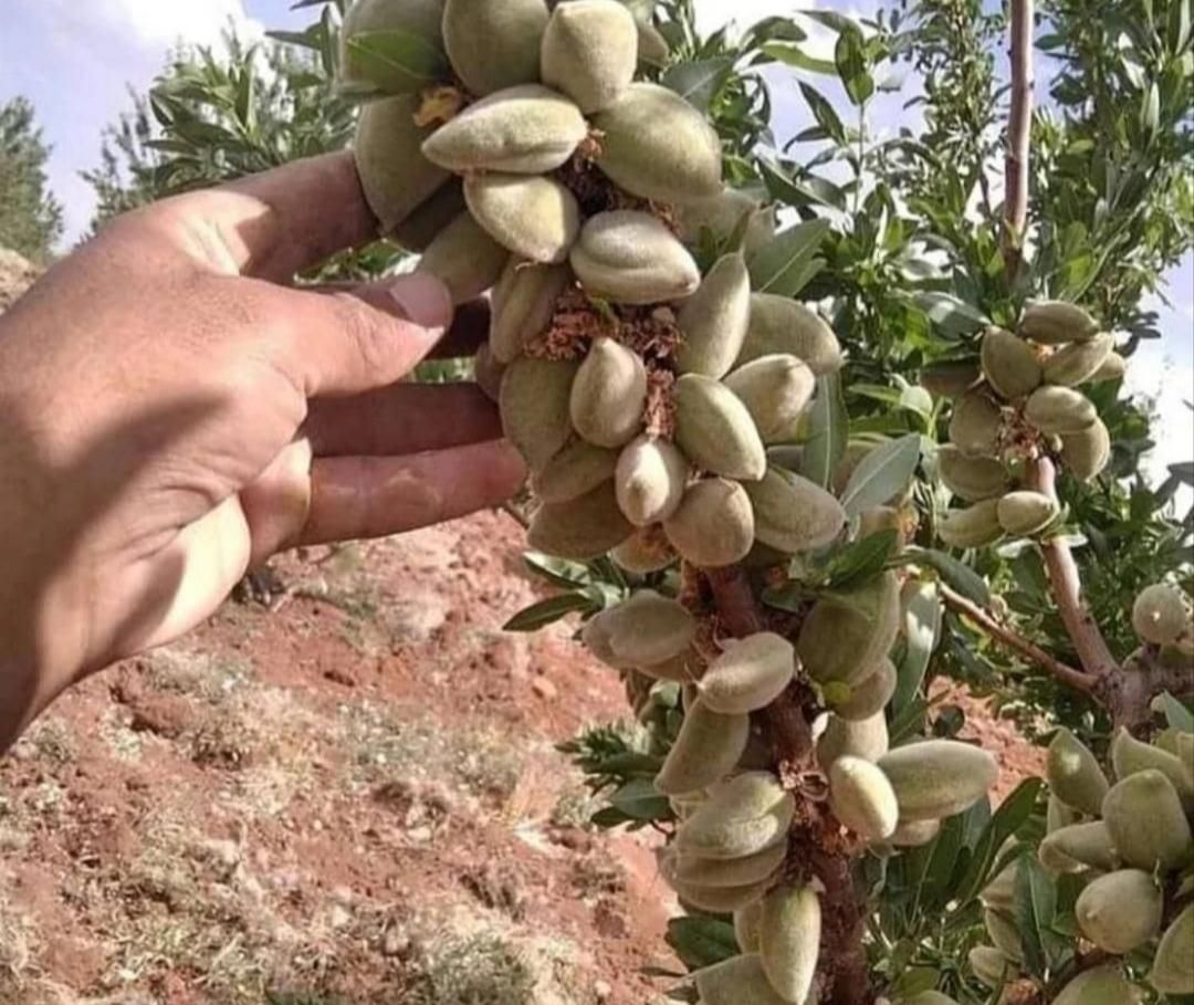 نهال های بادام گلدانی فرانسیس تونو آذر آماده کاشت|خدمات باغبانی و درختکاری|اصفهان, سروستان|دیوار