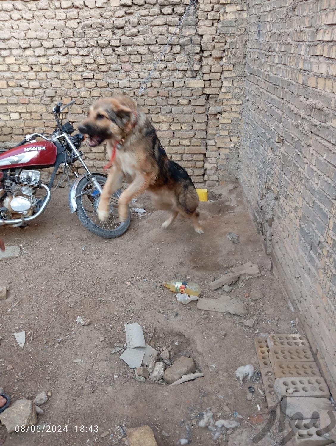 سگ حدودا یک سال|سگ|اصفهان, سودان|دیوار