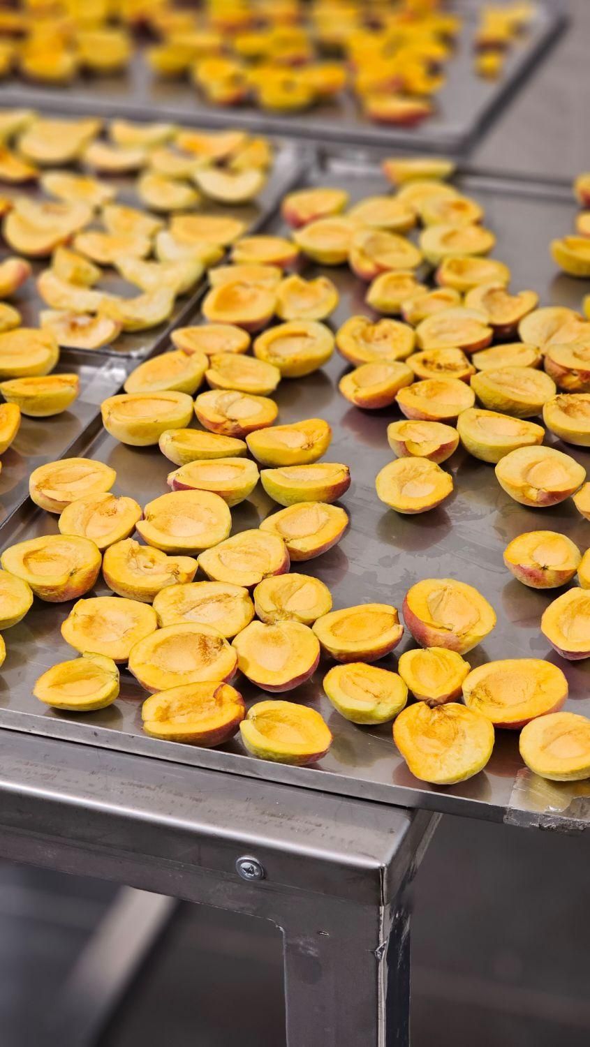 دستگاه خشک کن میوه و بستنی فریزدرایر|ماشینآلات صنعتی|مشهد, راهنمایی|دیوار