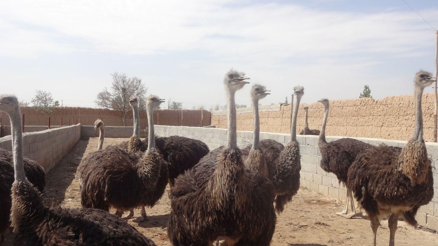 مجموعه آموزشی وخدمات شترمرغ دکتر افشین نصر|خدمات آموزشی|اصفهان, جوزدان الیادران|دیوار