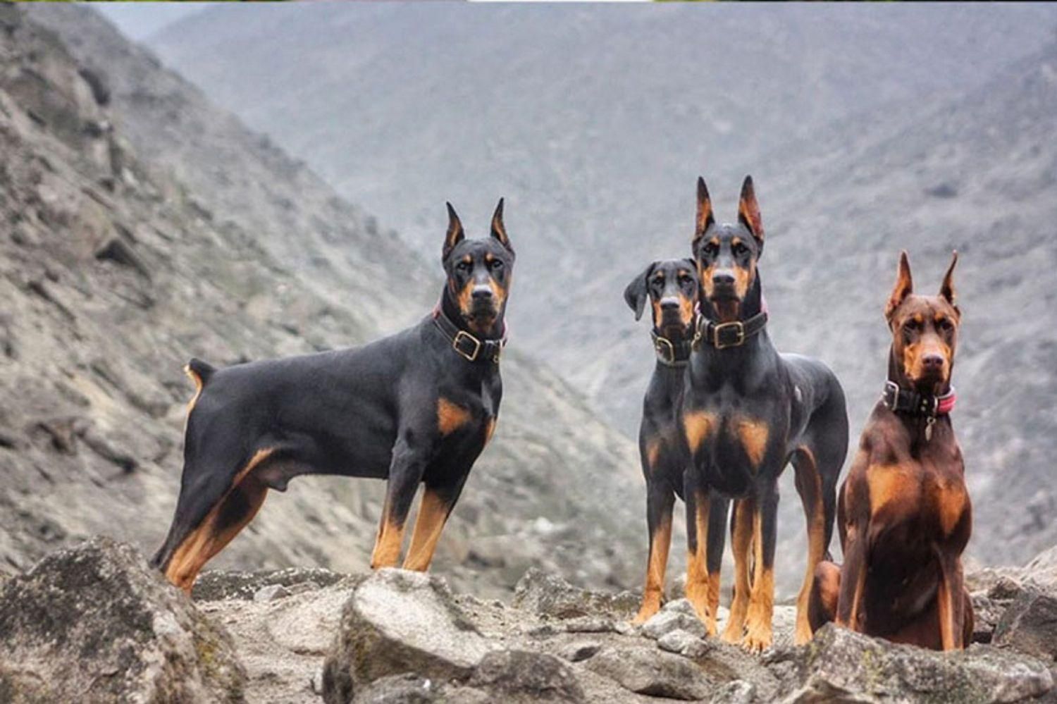 سگهای تیپ اروپایی (Doberman)|سگ|تهران,  امام زاده قاسم (نیاوران)|دیوار