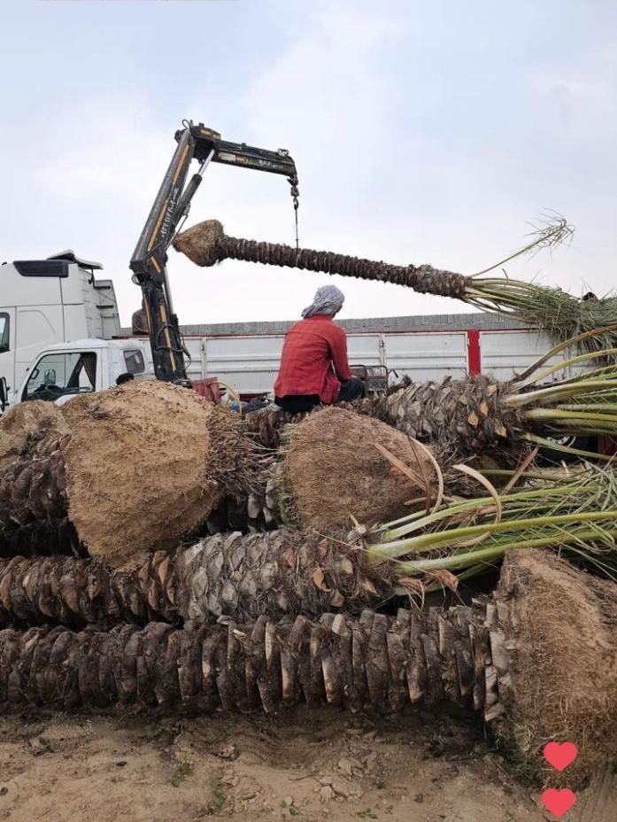 چابهار درخت نخل زیبا شکیل برای بوم‌گردی ویلا خانه|گل و گیاه طبیعی|چابهار, |دیوار