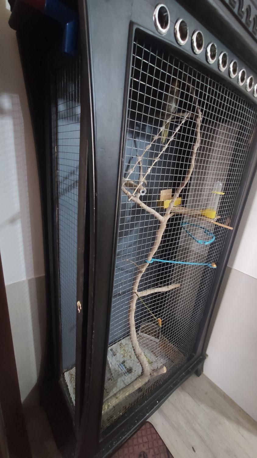 قفس پرنده|لوازم جانبی حیوانات|سیرجان, |دیوار