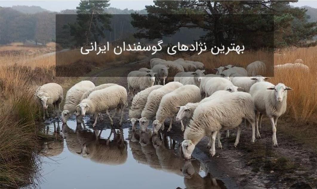 گوسفند زنده همراه باقصاب دزاشیب تجریش فرمانیه|حیوانات مزرعه|تهران, دزاشیب|دیوار