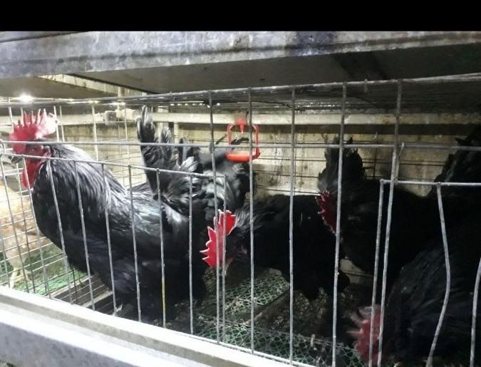 مرغ محلی مرندی خروس یه تیغ سیاه برای رفع بلا وچشم|حیوانات مزرعه|فردیس, |دیوار