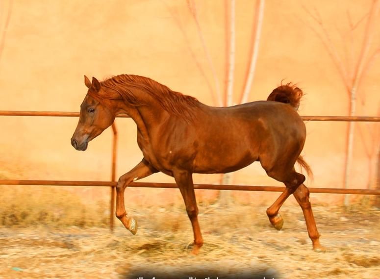 عرب نریان دوسر وارداتی مصری خالص|اسب و تجهیزات اسب‌سواری|تهران, آجودانیه|دیوار