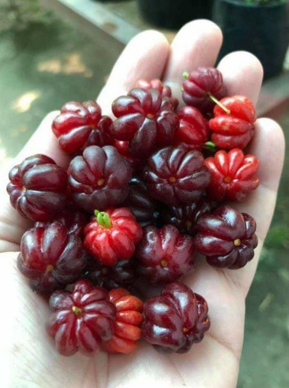 آلو پفکی و نهال صنوبر نگرا|خدمات باغبانی و درختکاری|اردبیل, |دیوار