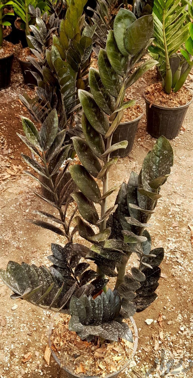زامیفولیا بلک و سبز|گل و گیاه طبیعی|عباس‌آباد, |دیوار