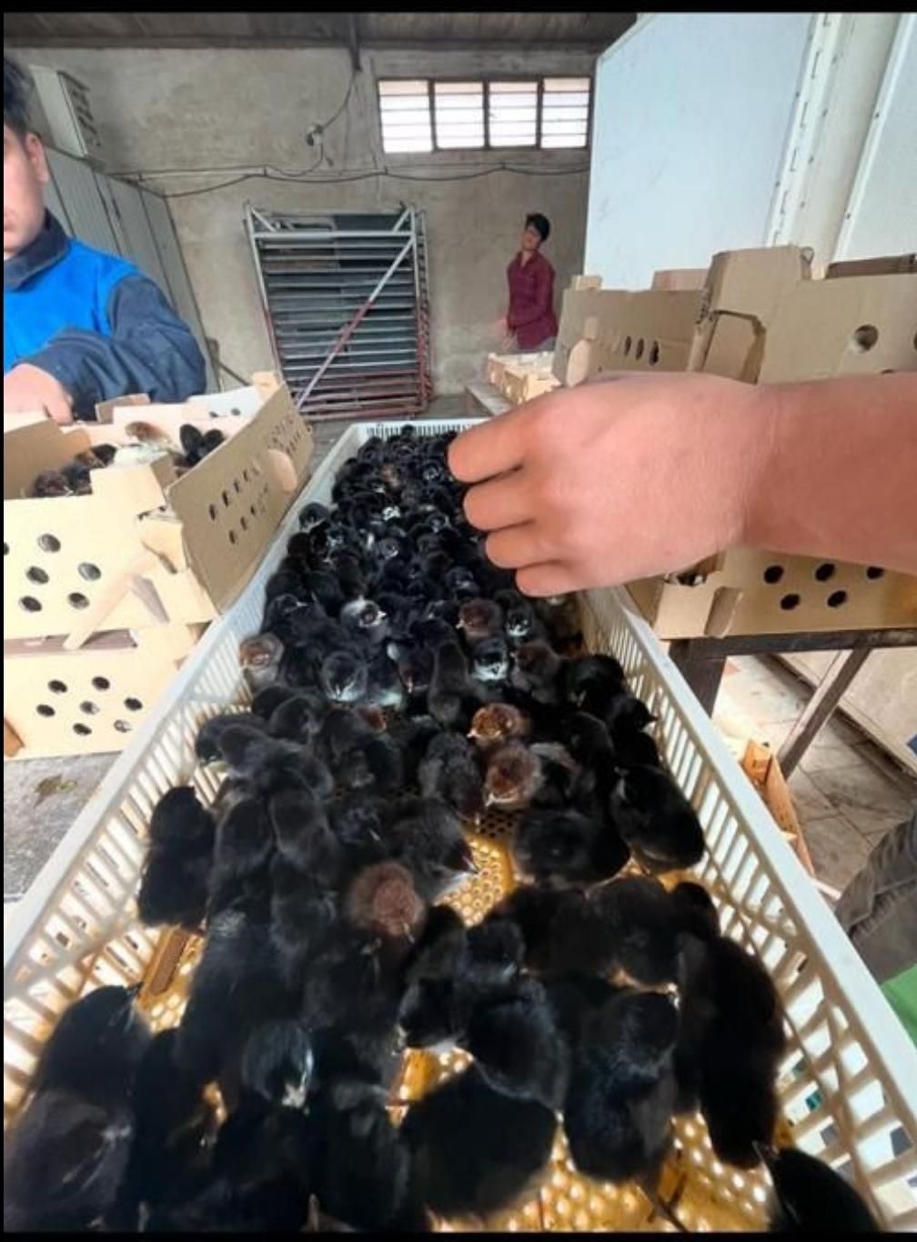 فروش جوجه خروسک رنگی ***اردک پکنی|حیوانات مزرعه|ایرانشهر, |دیوار