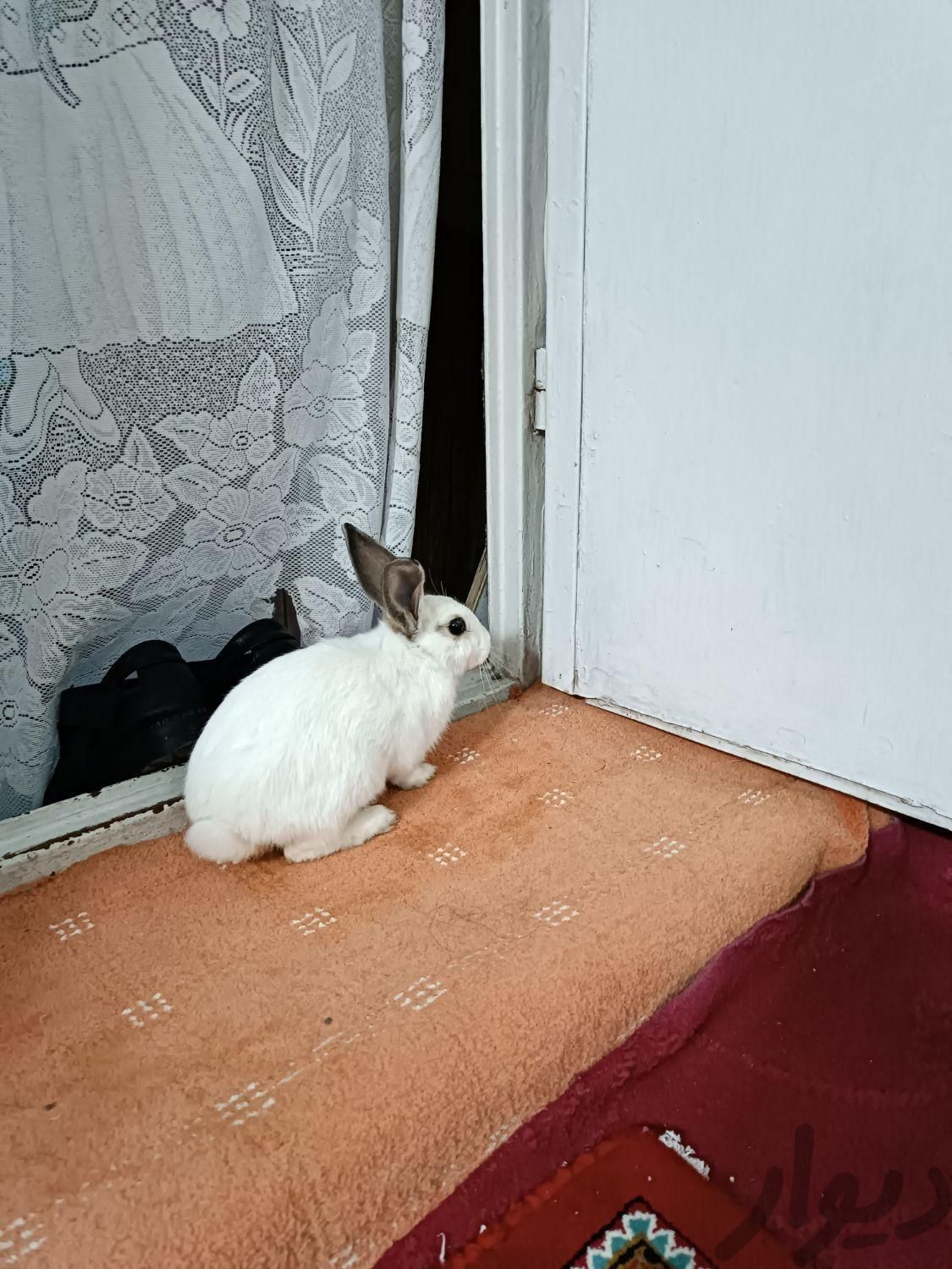 فروش خرگوش|موش و خرگوش|تهران, کاروان|دیوار