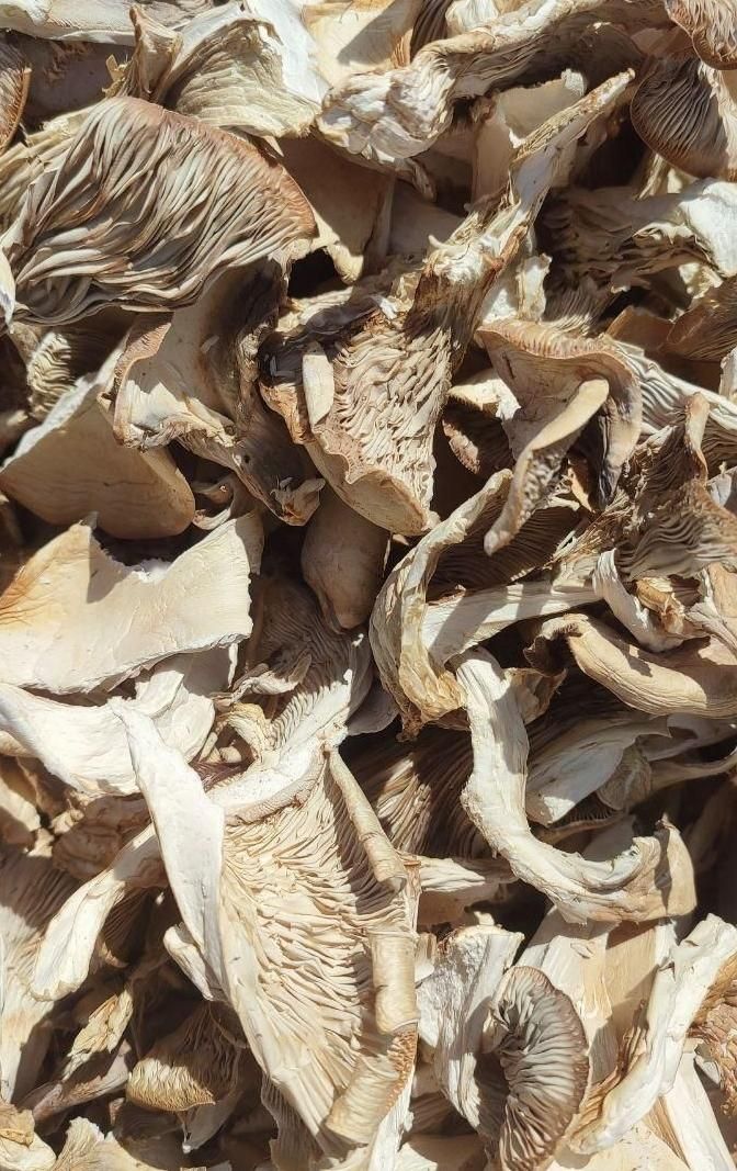 قارچ خشک|خوردنی و آشامیدنی|تهران, آبشار|دیوار