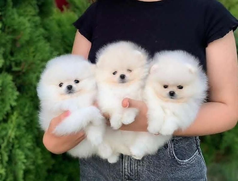 پامرانین/خرسی/سگ/پامر نر و ماده|سگ|تهران, تهرانسر شرقی|دیوار