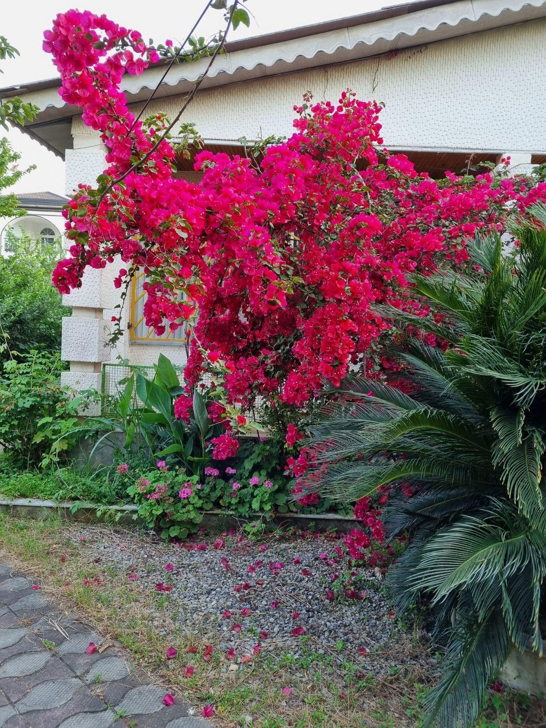 ۳۰۰مترویلا تمیز دربهترین خیابان نور|اجارهٔ کوتاه‌مدت ویلا و باغ|نور, |دیوار