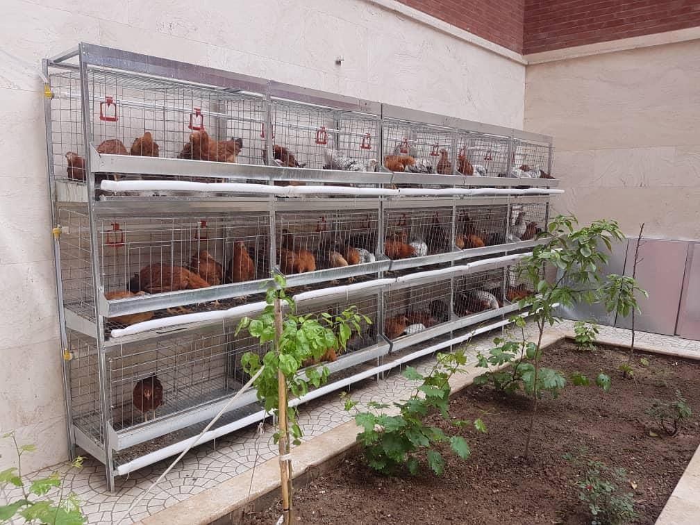 قفس مرغ / قفس بلدرچین / قفس جوجه *صادراتی*|لوازم جانبی حیوانات|خورموج, |دیوار