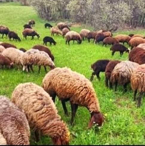 گوشت قوچ بره بزغاله گوسفند+  عشایر زنده قلم ابی|حیوانات مزرعه|مشهد, جانباز|دیوار