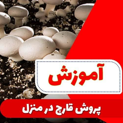 آموزش پرورش قارچ خوراکی و صدفی با پشتیبانی|خدمات آموزشی|اصفهان, مولوی|دیوار