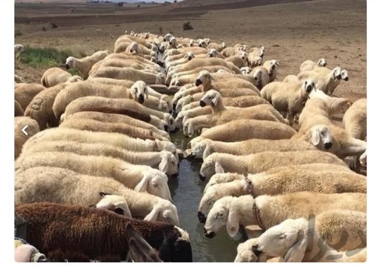 گوسفند زنده بره قربانی درجه یک|حیوانات مزرعه|اسلامشهر, |دیوار