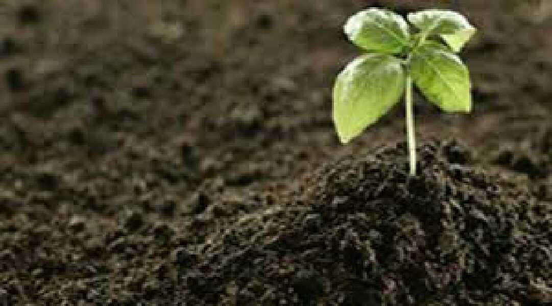 خاک باغچه،خاک کشاورزی خاک برای گلخانه ها خاک سیاه|گل و گیاه طبیعی|مشهد, الهیه|دیوار