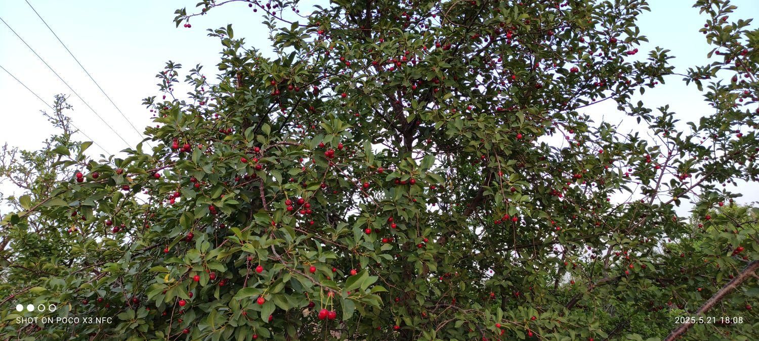فروش باغ ۱۰۰۰ متری حاشیه اتوبان مشهد نیشابور|فروش زمین و ملک کلنگی|نیشابور, ناسیونال|دیوار