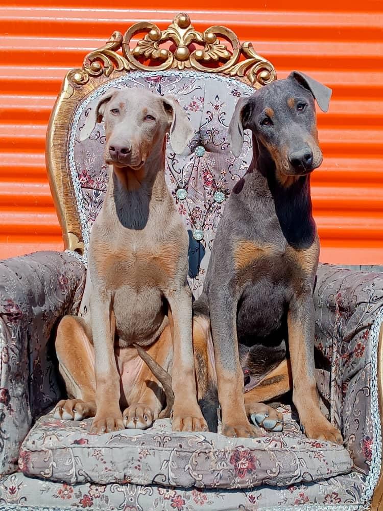 سگ های نگهبان Doberman|سگ|کرج, کوی زنبق|دیوار