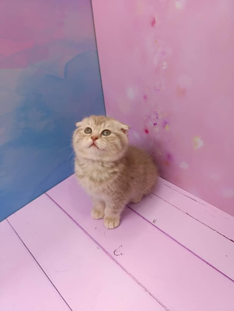 گربه اسکاتیش بریتیش پرشین ملوس و آپارتمانی|گربه|آبادان, |دیوار