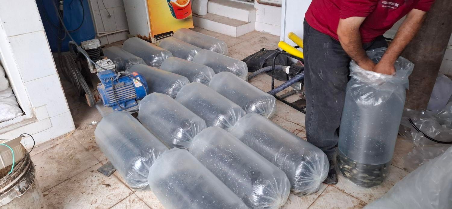 بچه ماهی کپور فیتوفاک وامور|ماهی|اراک, |دیوار