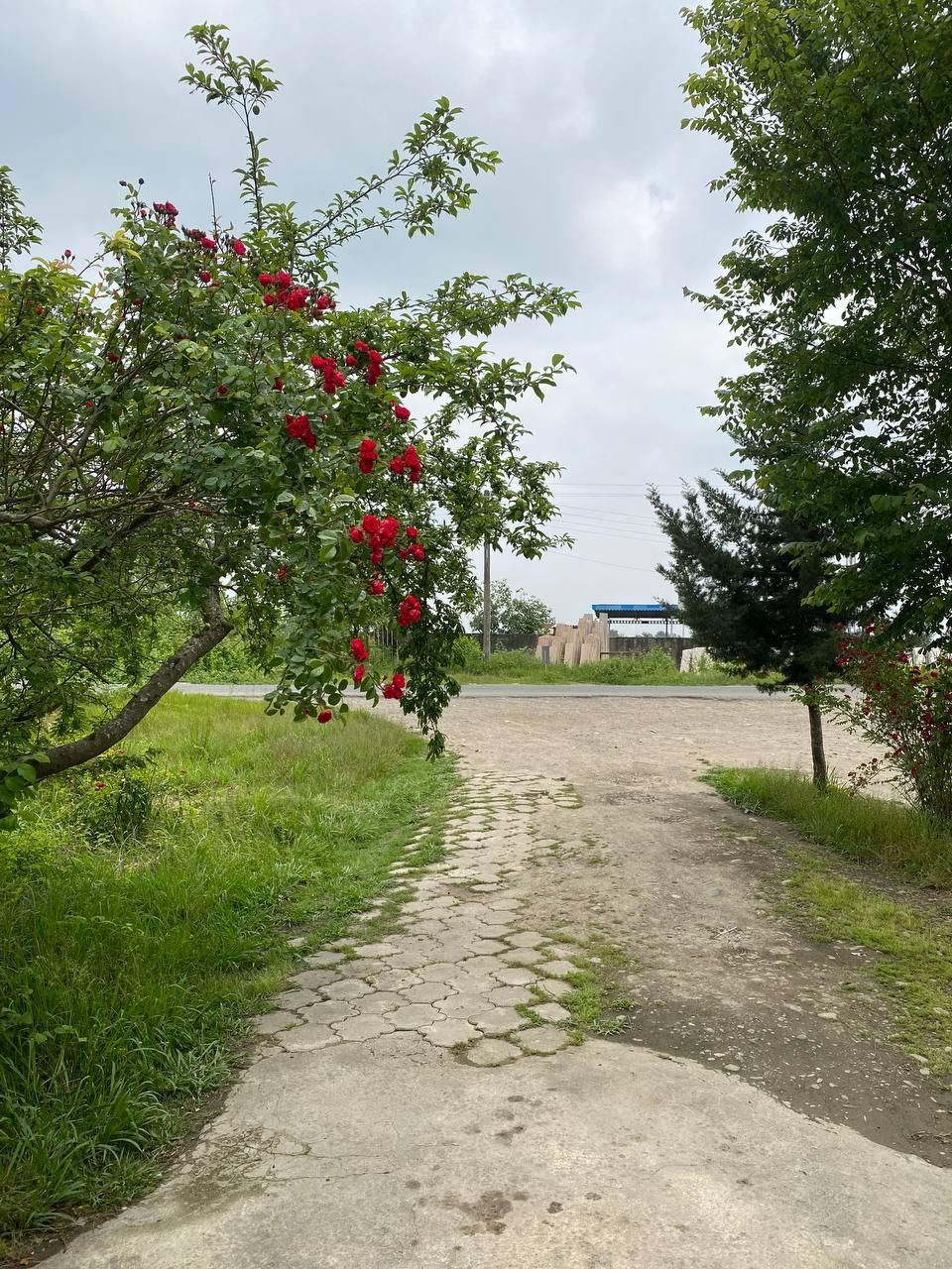 ویلادربست باتراس وحیاط زیبا،ویک سوییت ۵۰ متری|اجارهٔ کوتاه‌مدت ویلا و باغ|شفت, |دیوار