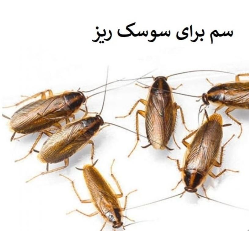 سم پاشی ریشه کنی‌ کامل%100سمپاشی/ انسـجام قــم|خدمات نظافت|قم, کلهری|دیوار