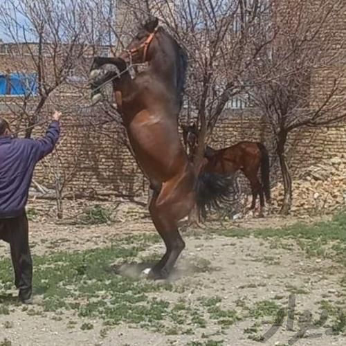 یک راس نریون سه سال فروشی نریون|اسب و تجهیزات اسب سواری|اصفهان, شهرستان|دیوار