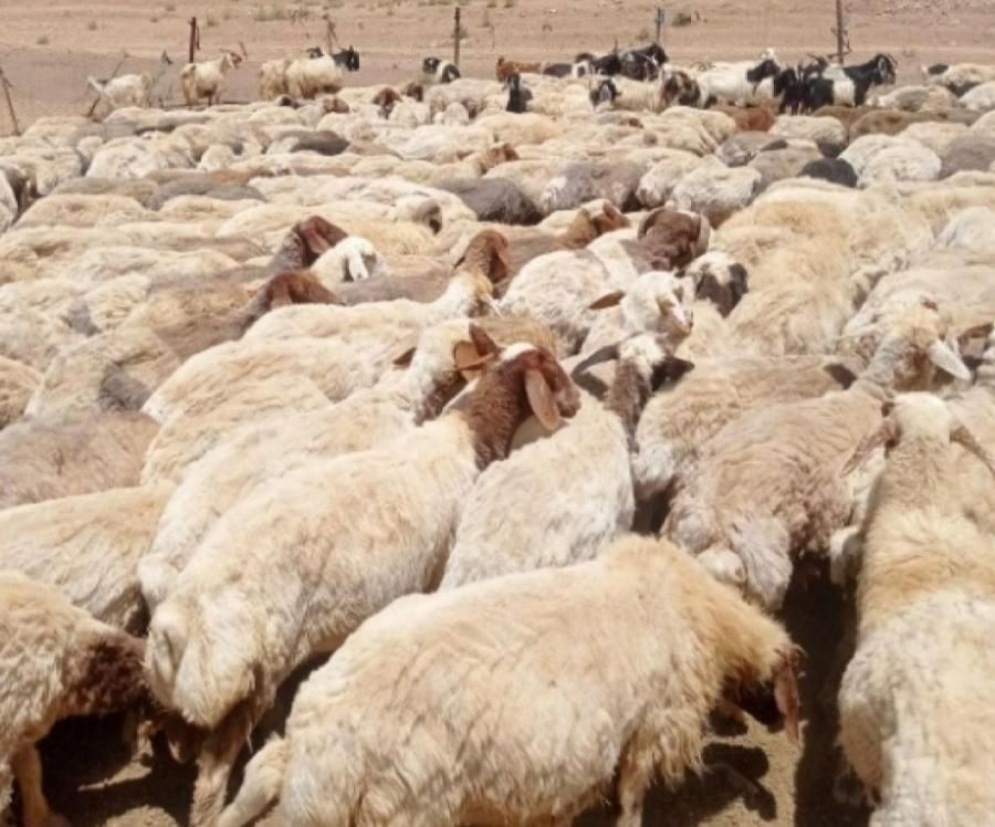 گوسفند فروشی زنده باباسکول دیجیتالی باکشتارگا مجهز|حیوانات مزرعه|کرج, باغستان|دیوار