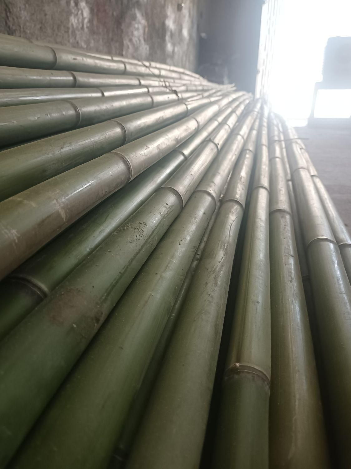 فروش چوب بامبو ۳ و ۴و ۵ متری قطر ۲و ۳ سانت|گل و گیاه طبیعی|اسلامشهر, ده عباس|دیوار