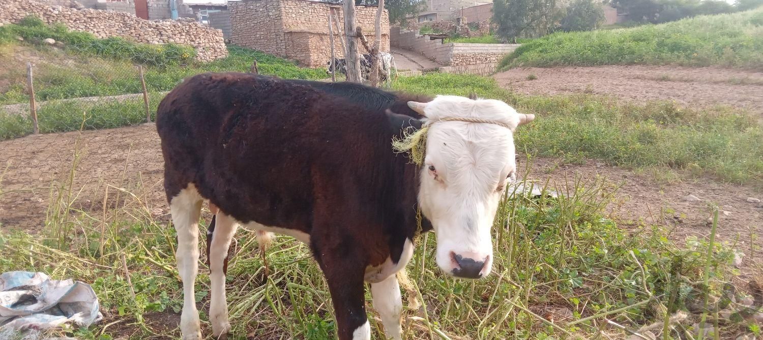 گوساله نر ۷ماهه نژاد دار|حیوانات مزرعه|اهواز, کیانپارس |دیوار