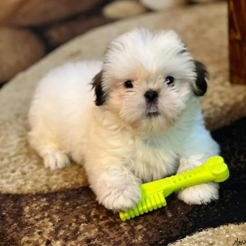 آموزش و تربیت سگ در مکان شما|خدمات آموزشی|شیراز, فرهنگ شهر|دیوار