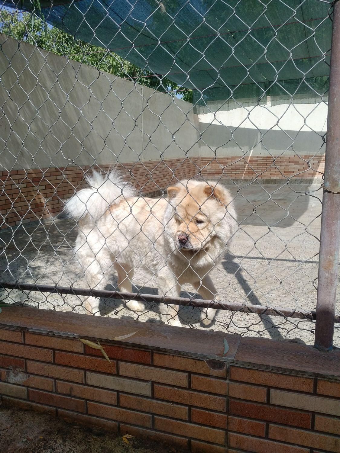 پانسیون نگهداری و آموزش سگ کوچیک و بزرگ|خدمات پیشه و مهارت|تهران, تهرانسر غربی|دیوار